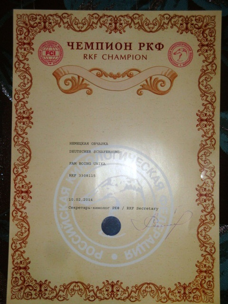 Юный чемпион россии ркф. Чемпион ркф как получить. Диплом юный чемпион ркф. Чемпион ркф как получить. Титулы собак на выставках.