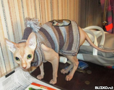 Кофта для кошки полосатая от компании Mini dog style купить в городе Томск