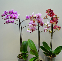 Орхидея Фален. микс Мультифлора d12 h50