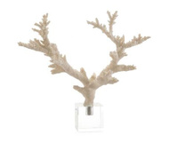 Coral Branch on Crystal Base