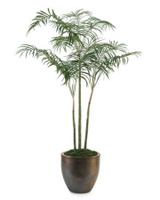 Areca Bronze