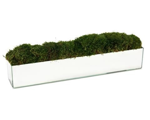 Natural Green Moss