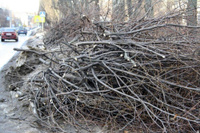 Обрезка веток дерева сухих с вывозом мусора
